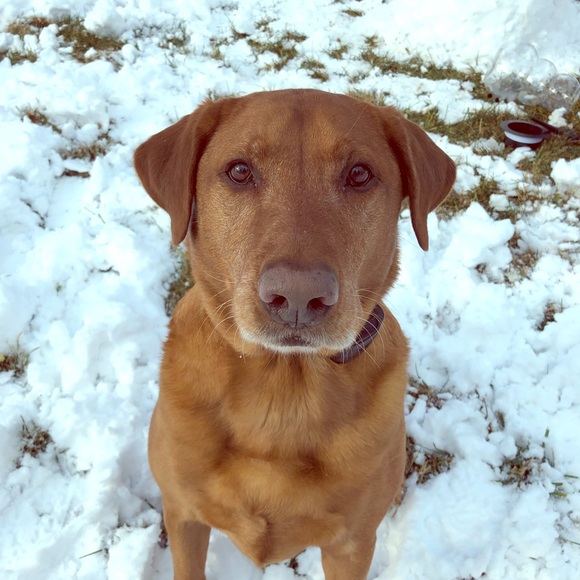 Meet the Posh Ambassador! - Picture 1 of 1